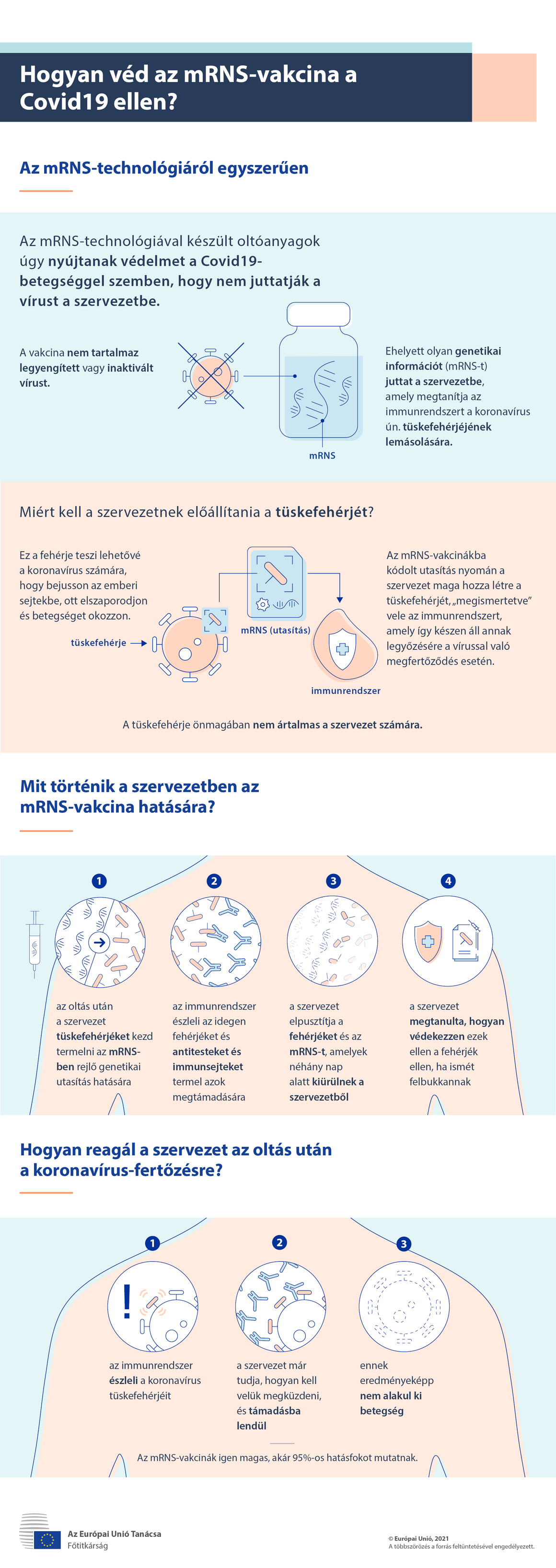 Infografika: Hogyan véd az mRNS-vakcina a Covid19 ellen?